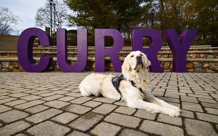 Graham the dog next to CURRY letters