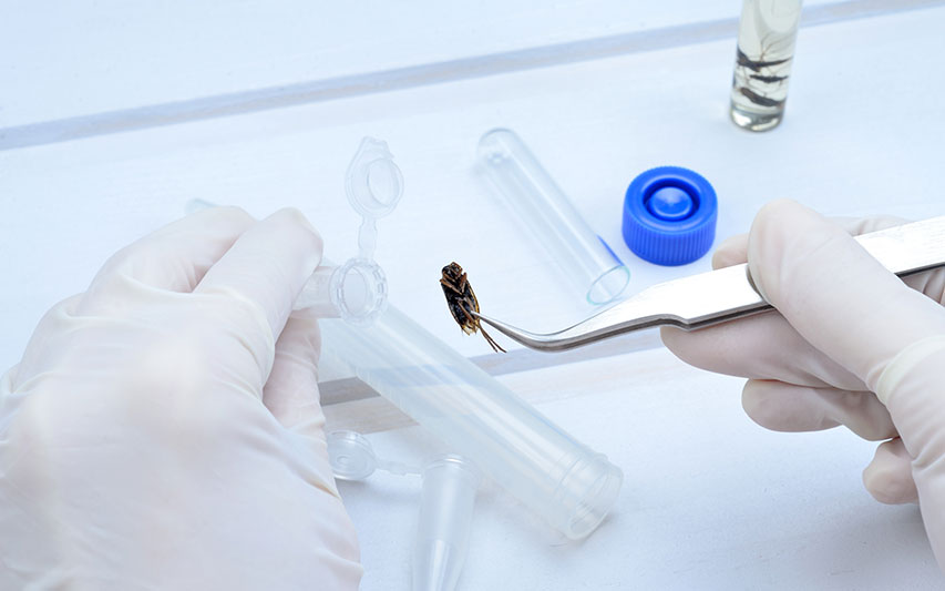 Bugs Don't Lie: Student Researchers Explore Forensic Entomology 
