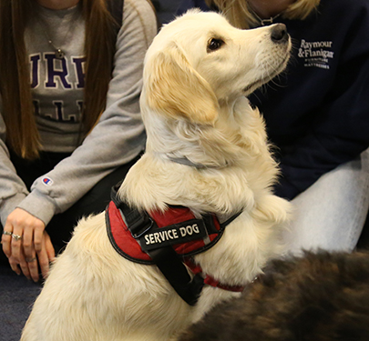 Service dog interacts with Curry Students