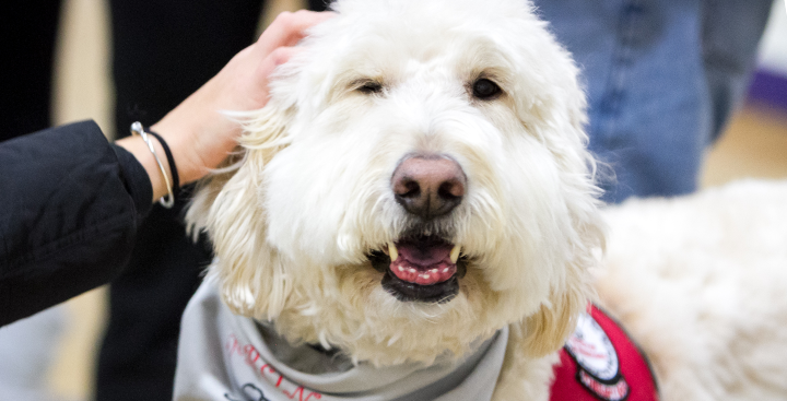 Emotional Support Animal at Curry College