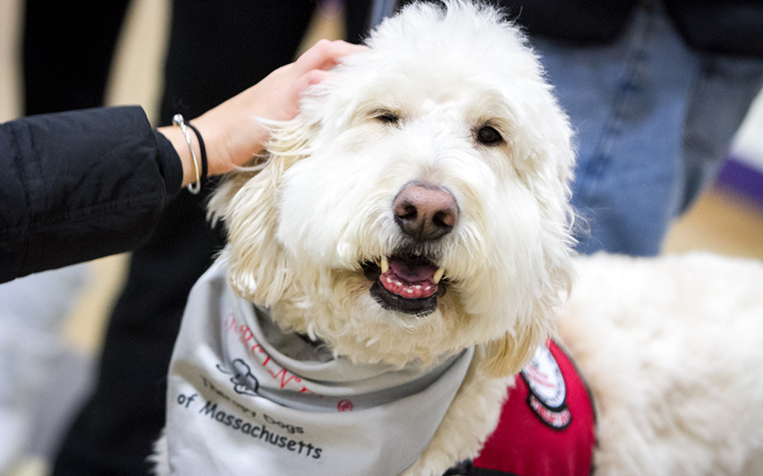 Service Dog at Curry College