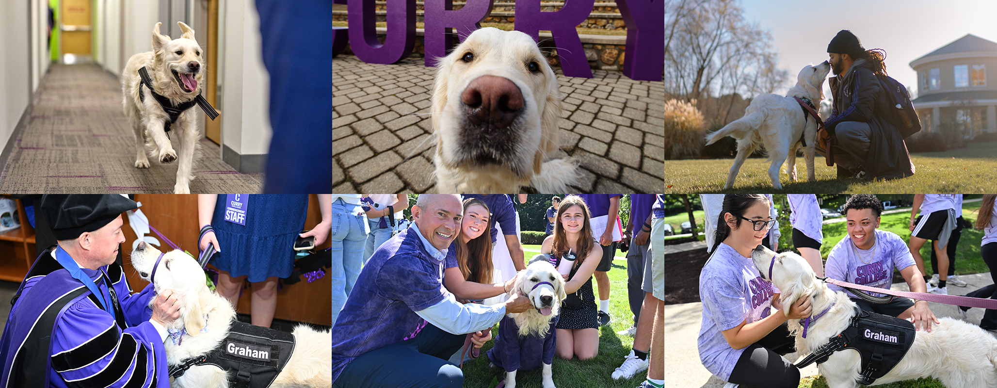 A collage of photos of Graham, the support pup of Curry College
